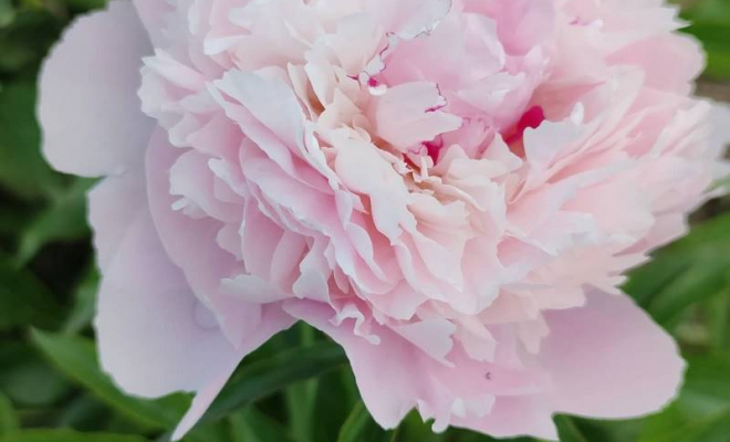 Nos pivoines locale, Château-Arnoux-Saint-Auban, Fabilaure