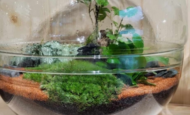 Grand choix de terrariums plante autonome chez FABILAURE FLEURS, Château-Arnoux-Saint-Auban, Fabilaure